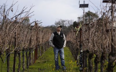 Тайлер Клик, партнер/виноградарь Redwood Empire Vineyard Management, смотрит на солнечную панель во время интервью об интеллектуальных ирригационных клапанах Lumo на винограднике Каберне Совиньон во время интервью в Гейзервилле, Калифорния, в пятницу, 24 января 2025 года