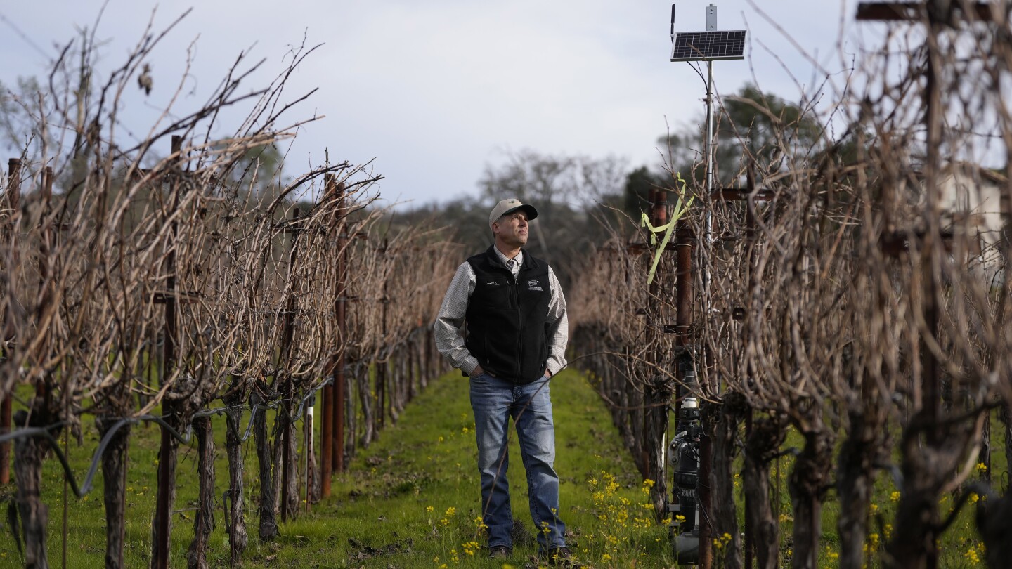 Тайлер Клик, партнер/виноградарь Redwood Empire Vineyard Management, смотрит на солнечную панель во время интервью об интеллектуальных ирригационных клапанах Lumo на винограднике Каберне Совиньон во время интервью в Гейзервилле, Калифорния, в пятницу, 24 января 2025 года